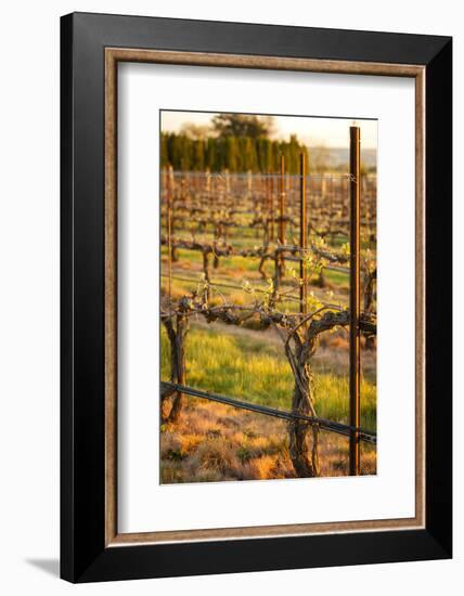 USA, Washington, Walla Walla. Bud Break in a Vineyard in Wine Country-Richard Duval-Framed Photographic Print