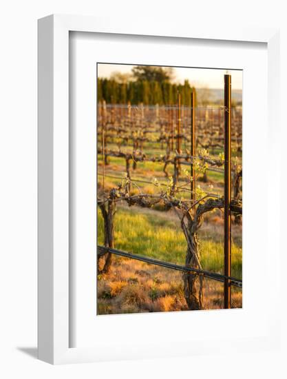 USA, Washington, Walla Walla. Bud Break in a Vineyard in Wine Country-Richard Duval-Framed Photographic Print
