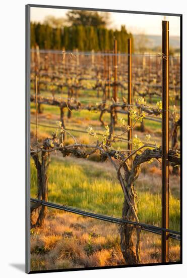 USA, Washington, Walla Walla. Bud Break in a Vineyard in Wine Country-Richard Duval-Mounted Photographic Print