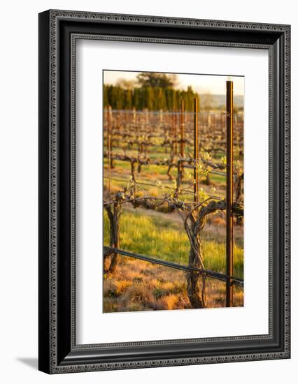 USA, Washington, Walla Walla. Bud Break in a Vineyard in Wine Country-Richard Duval-Framed Photographic Print