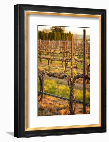 USA, Washington, Walla Walla. Bud Break in a Vineyard in Wine Country-Richard Duval-Framed Photographic Print