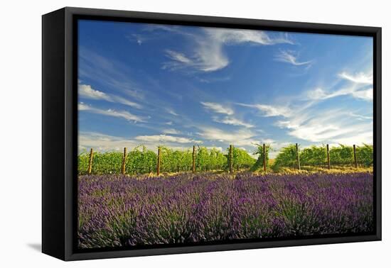 USA, Washington, Walla Walla. Lavender fields border the vineyards-Richard Duval-Framed Premier Image Canvas