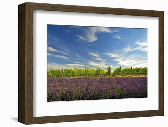 USA, Washington, Walla Walla. Lavender fields border the vineyards-Richard Duval-Framed Photographic Print