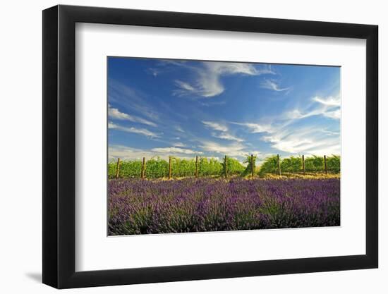 USA, Washington, Walla Walla. Lavender fields border the vineyards-Richard Duval-Framed Photographic Print
