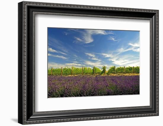 USA, Washington, Walla Walla. Lavender fields border the vineyards-Richard Duval-Framed Photographic Print