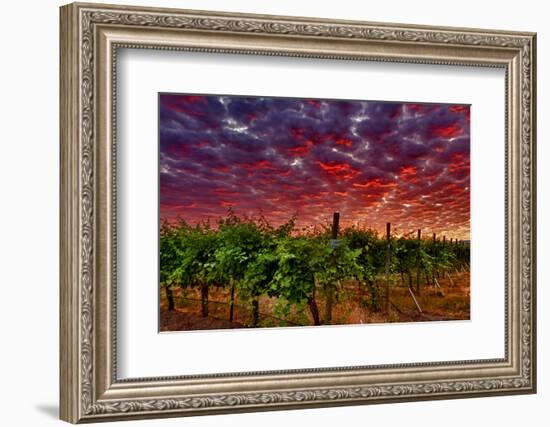 USA, Washington, Walla Walla. Scenes from wine country-Richard Duval-Framed Photographic Print