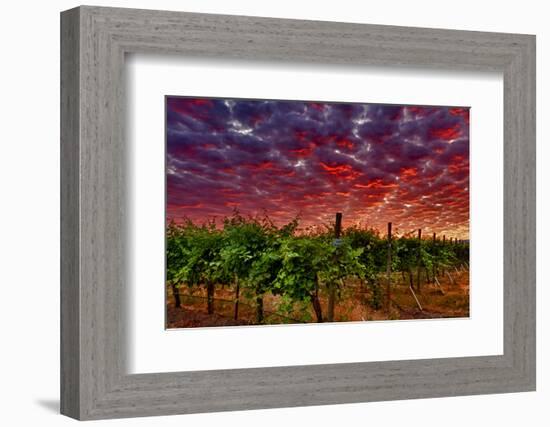 USA, Washington, Walla Walla. Scenes from wine country-Richard Duval-Framed Photographic Print