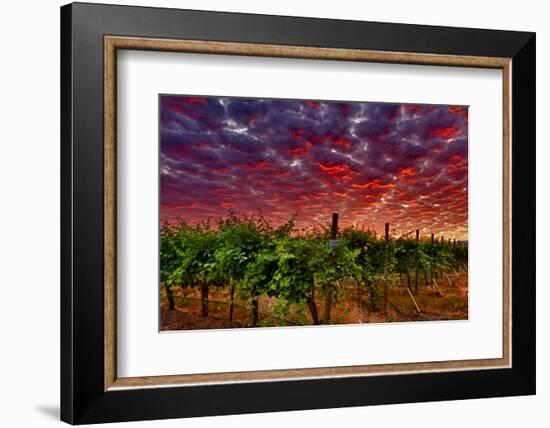 USA, Washington, Walla Walla. Scenes from wine country-Richard Duval-Framed Photographic Print