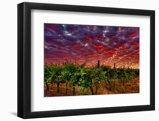 USA, Washington, Walla Walla. Scenes from wine country-Richard Duval-Framed Photographic Print