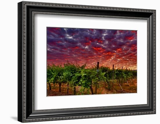 USA, Washington, Walla Walla. Scenes from wine country-Richard Duval-Framed Photographic Print