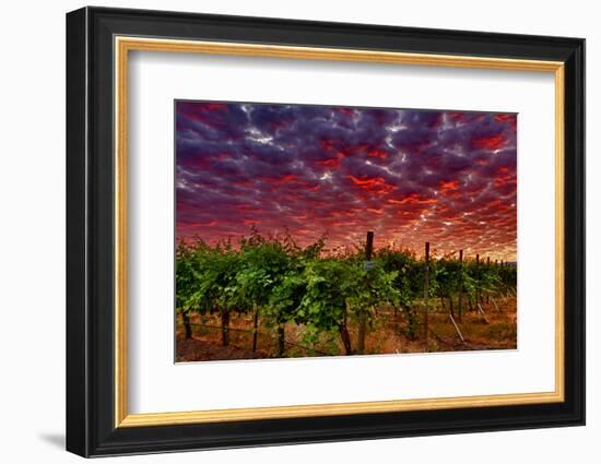 USA, Washington, Walla Walla. Scenes from wine country-Richard Duval-Framed Photographic Print