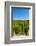 USA, Washington, Walla Walla. Vineyard in Walla Walla Wine Country-Richard Duval-Framed Photographic Print