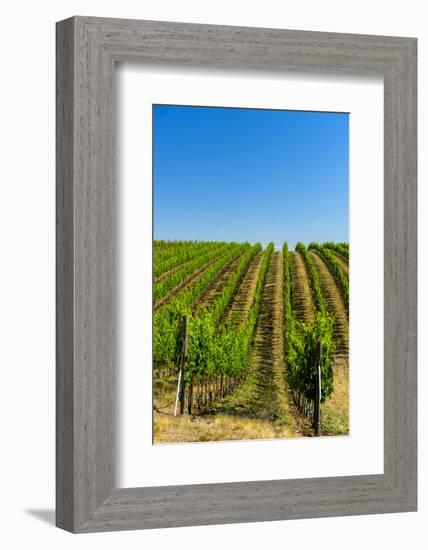 USA, Washington, Walla Walla. Vineyard in Walla Walla Wine Country-Richard Duval-Framed Photographic Print