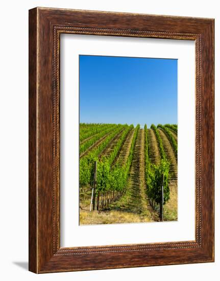 USA, Washington, Walla Walla. Vineyard in Walla Walla Wine Country-Richard Duval-Framed Photographic Print