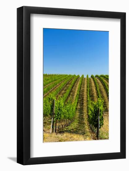 USA, Washington, Walla Walla. Vineyard in Walla Walla Wine Country-Richard Duval-Framed Photographic Print