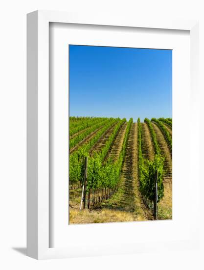 USA, Washington, Walla Walla. Vineyard in Walla Walla Wine Country-Richard Duval-Framed Photographic Print