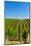 USA, Washington, Walla Walla. Vineyard in Walla Walla Wine Country-Richard Duval-Mounted Photographic Print