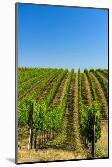 USA, Washington, Walla Walla. Vineyard in Walla Walla Wine Country-Richard Duval-Mounted Photographic Print