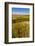 USA, Washington, Walla Walla.Wildflowers in a Vineyard in Wine Country-Richard Duval-Framed Photographic Print