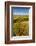 USA, Washington, Walla Walla.Wildflowers in a Vineyard in Wine Country-Richard Duval-Framed Photographic Print