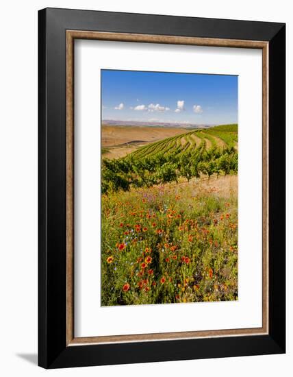 USA, Washington, Walla Walla.Wildflowers in a Vineyard in Wine Country-Richard Duval-Framed Photographic Print