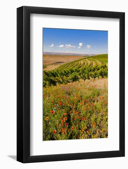 USA, Washington, Walla Walla.Wildflowers in a Vineyard in Wine Country-Richard Duval-Framed Photographic Print