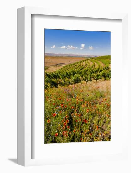 USA, Washington, Walla Walla.Wildflowers in a Vineyard in Wine Country-Richard Duval-Framed Photographic Print