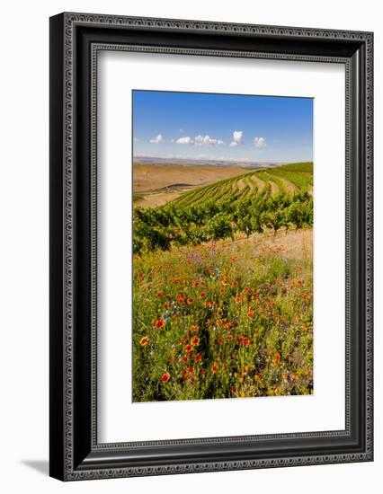 USA, Washington, Walla Walla.Wildflowers in a Vineyard in Wine Country-Richard Duval-Framed Photographic Print