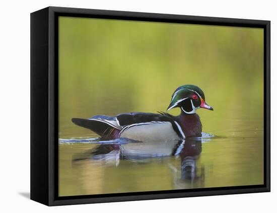 USA, Washington. Wood Duck at Lake Washington's Yarrow Bay-Gary Luhm-Framed Premier Image Canvas
