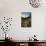 USA, Washington. Wooly Sunflower Along Hurricane Ridge Road-Gary Luhm-Photographic Print displayed on a wall