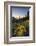 USA, Washington. Wooly Sunflower Along Hurricane Ridge Road-Gary Luhm-Framed Photographic Print