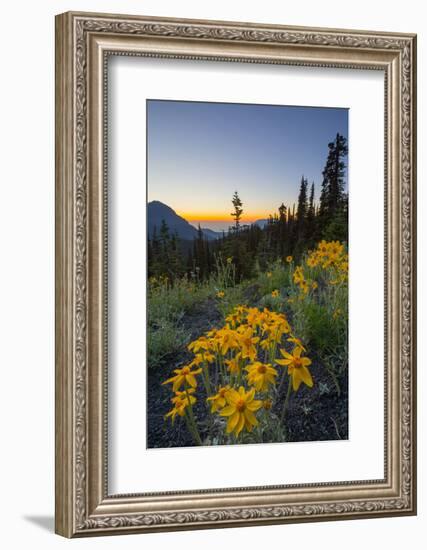 USA, Washington. Wooly Sunflower Along Hurricane Ridge Road-Gary Luhm-Framed Photographic Print