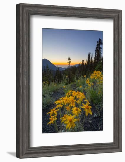 USA, Washington. Wooly Sunflower Along Hurricane Ridge Road-Gary Luhm-Framed Photographic Print