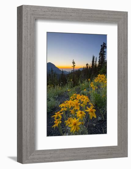 USA, Washington. Wooly Sunflower Along Hurricane Ridge Road-Gary Luhm-Framed Photographic Print