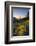 USA, Washington. Wooly Sunflower Along Hurricane Ridge Road-Gary Luhm-Framed Photographic Print