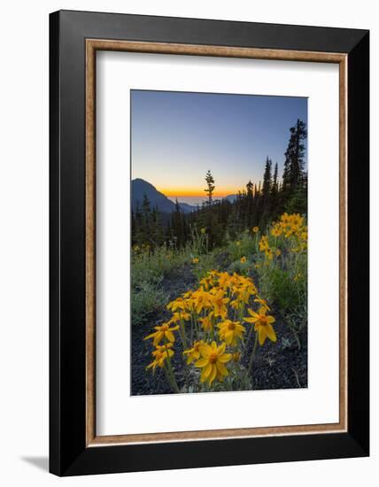 USA, Washington. Wooly Sunflower Along Hurricane Ridge Road-Gary Luhm-Framed Photographic Print