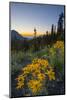 USA, Washington. Wooly Sunflower Along Hurricane Ridge Road-Gary Luhm-Mounted Photographic Print