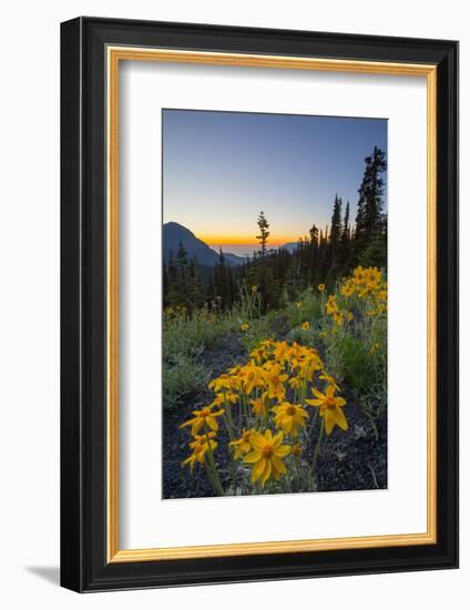 USA, Washington. Wooly Sunflower Along Hurricane Ridge Road-Gary Luhm-Framed Photographic Print