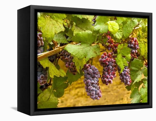 USA, Washington, Yakima Valley. Pinot Noir grapes ready for harvest-Richard Duval-Framed Premier Image Canvas
