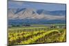 USA, Washington, Yakima. View from One of the Red Willow Vineyards-Janis Miglavs-Mounted Photographic Print