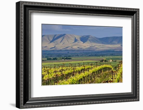 USA, Washington, Yakima. View from One of the Red Willow Vineyards-Janis Miglavs-Framed Photographic Print