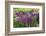 USA, Wayne, Pennsylvania. Summer Flowers in Chanticleer Garden-Jay O'brien-Framed Photographic Print