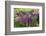 USA, Wayne, Pennsylvania. Summer Flowers in Chanticleer Garden-Jay O'brien-Framed Photographic Print