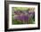 USA, Wayne, Pennsylvania. Summer Flowers in Chanticleer Garden-Jay O'brien-Framed Photographic Print