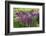 USA, Wayne, Pennsylvania. Summer Flowers in Chanticleer Garden-Jay O'brien-Framed Photographic Print