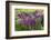 USA, Wayne, Pennsylvania. Summer Flowers in Chanticleer Garden-Jay O'brien-Framed Photographic Print