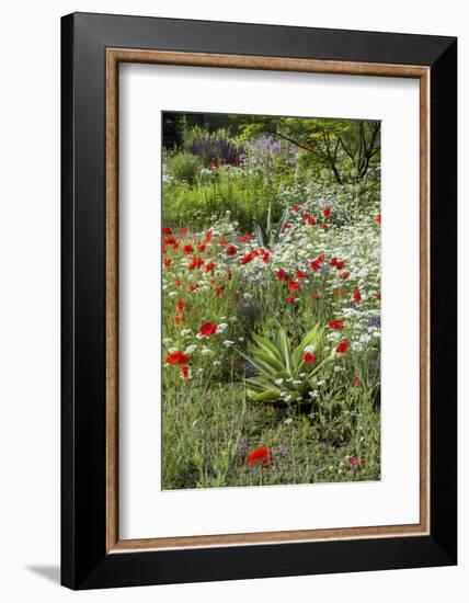 USA, Wayne, Pennsylvania. Summer Flowers in Chanticleer Garden-Jay O'brien-Framed Photographic Print