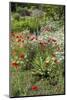 USA, Wayne, Pennsylvania. Summer Flowers in Chanticleer Garden-Jay O'brien-Mounted Photographic Print