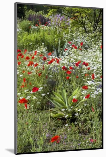 USA, Wayne, Pennsylvania. Summer Flowers in Chanticleer Garden-Jay O'brien-Mounted Photographic Print