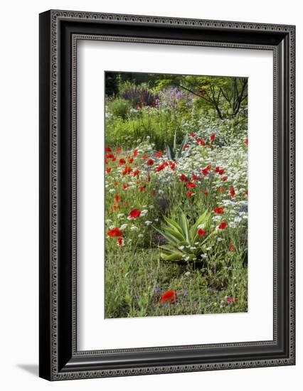 USA, Wayne, Pennsylvania. Summer Flowers in Chanticleer Garden-Jay O'brien-Framed Photographic Print